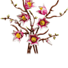 Magnolia Branches